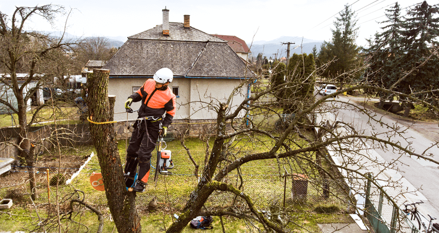 Northumberland Tree Surgeon