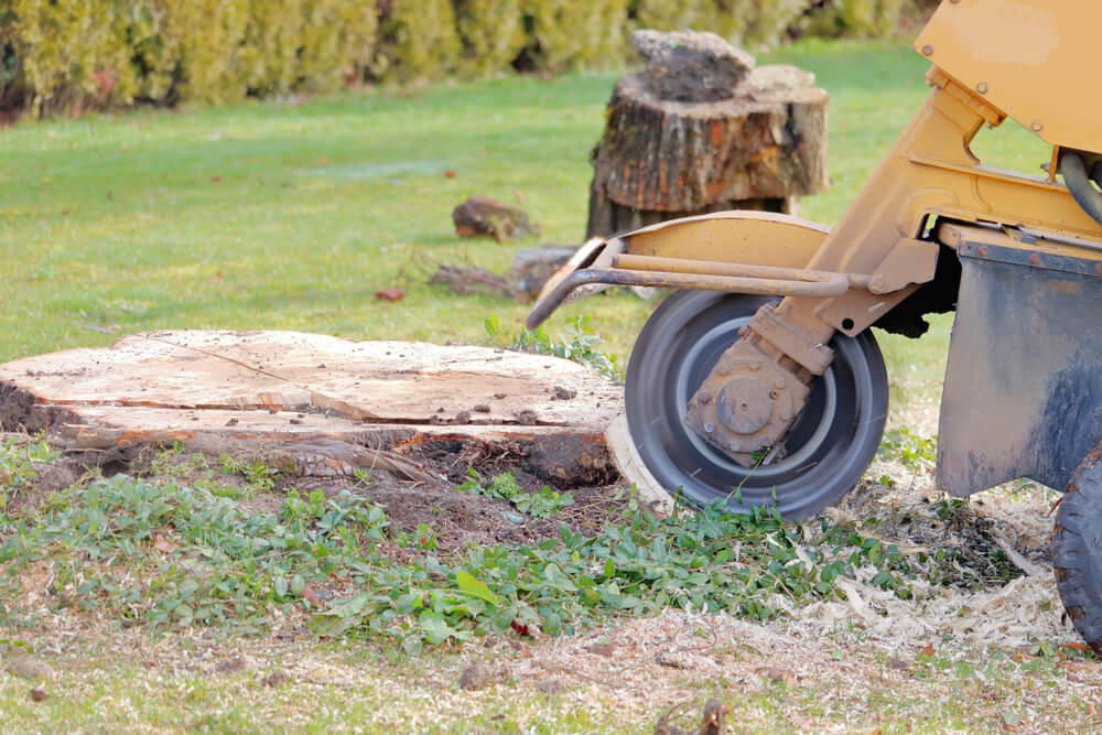 Tree Stump Grinding