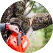 deadwood tree services​
