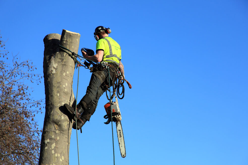 tree surgeon deadwood removal